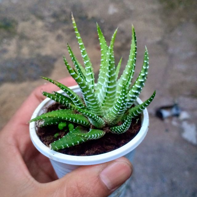 Móng rồng var trắng