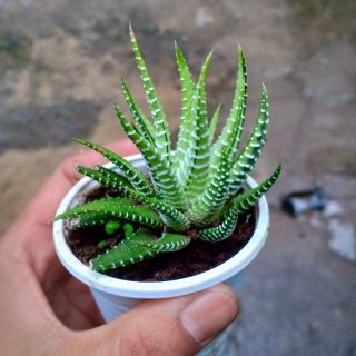 Móng rồng var trắng
