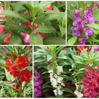 50 Hạt giống Hoa Móng Tay Mix 