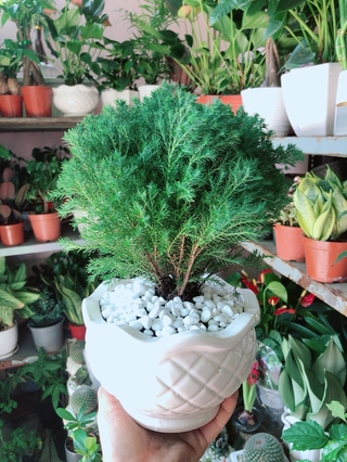 Chậu Cây Tùng Bồng Lai