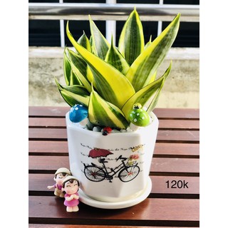 Chậu lưỡi hổ để bàn