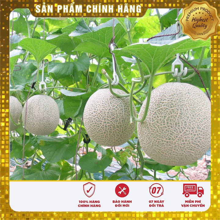 Hạt Giống Dưa Lưới Xanh Ruột Vàng(10 hạt)