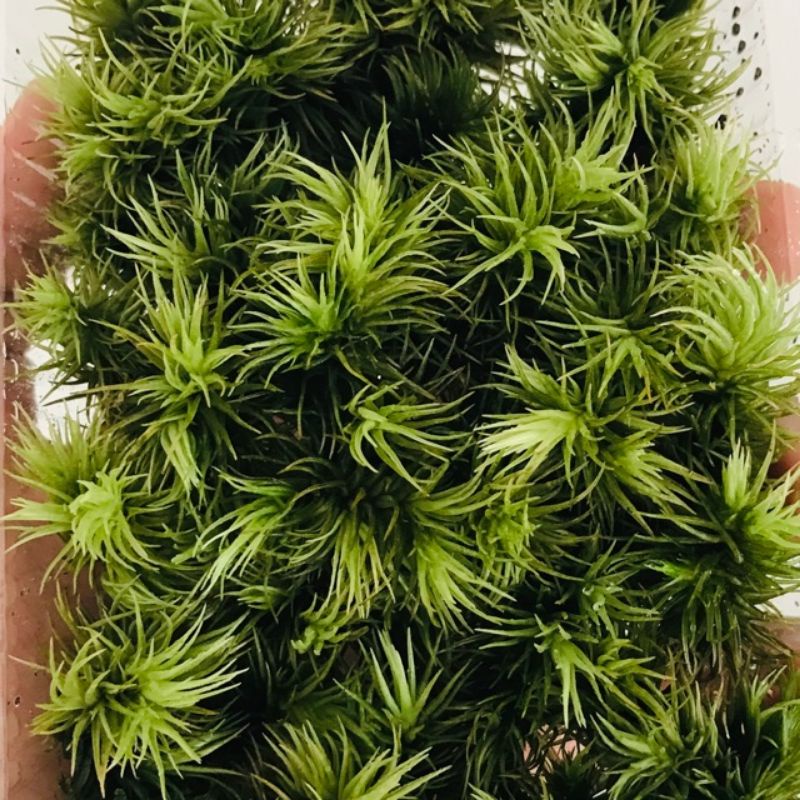 Rêu Giganteum hộp 10x15cm