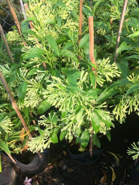 Cây dạ lý hương thơm