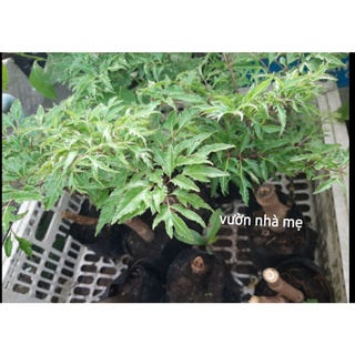 Cây đinh lăng lá nhuyễn ( đinh hương)