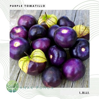 Hạt giống thù lù Tomatillo tím 20h