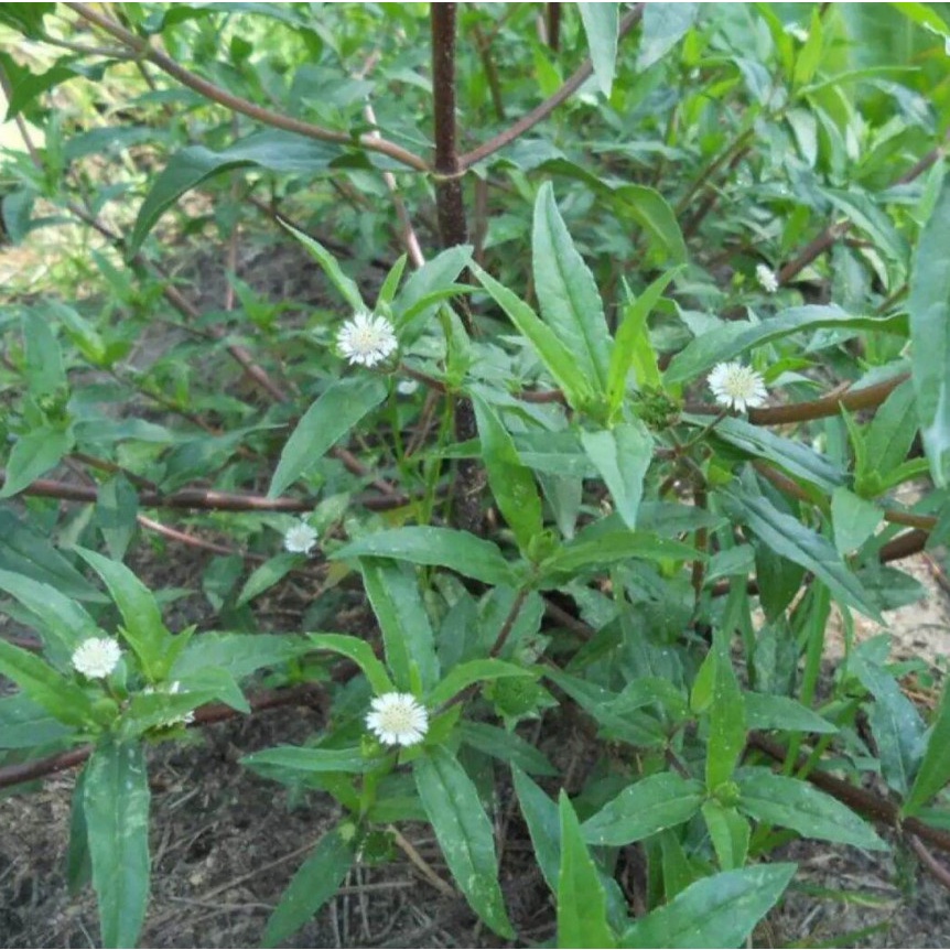 Cây Nhọ Nồi Hay Con Gọi Là Cỏ Mực Tác Dụng Tốt Tóc Và Tốt Cho Thận 500g