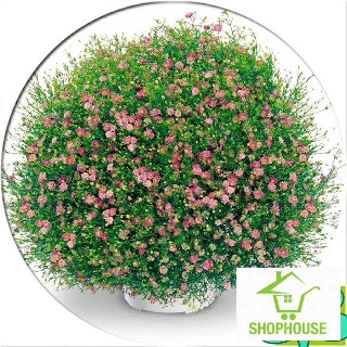 shophouse Hạt giống hoa lưu ly hồng 100 hạt  SHOP HOUSE  TẾT KHUYẾN MẠI