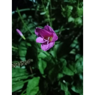 Hoa huệ mưa 50 củ
