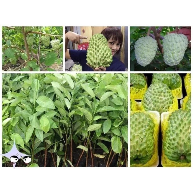 CÂY GIỐNG NA TRÁI KHỔNG LỒ TRÁI SỚM (NA HOÀNG HẬU
