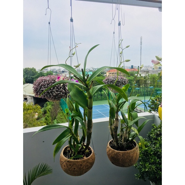 Gáo dừa chậu treo trồng lan, sen đá, cây cảnh...