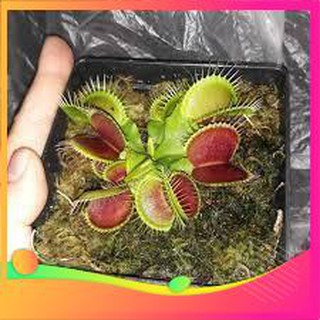 Hạt Giống Cây Ăn Thịt [ Tặng bộ dụng cụ làm vườn Mini 3 món ] VIETGAR