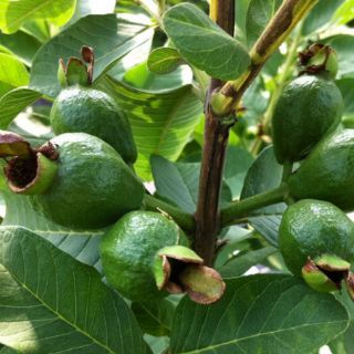 Cây 🌲 Ổi Đài Loan  Lê... siêu trái.