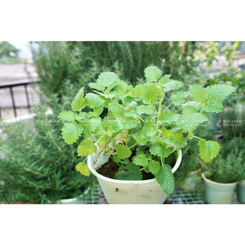 Cây Bạc Hà Chanh Sả JUN GARDEN Lemon Balm
