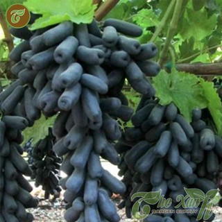 cây giống nho ngón tay đen