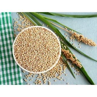 Hạt bo bo (hạt ý dĩ)