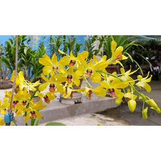 Denro nắng pensoda hoa thơm chậu lớn sắp hoa