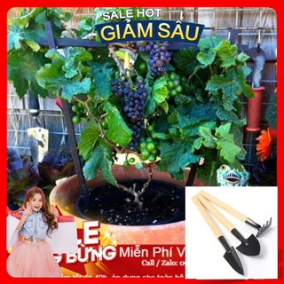 Hạt Giống Nho Lùn - 10 Hạt / Gói - Tặng Kèm Bộ Dụng Cụ Trồng Cây Mini