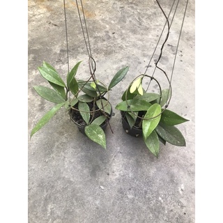 giò hoa lan cẩm cù đỏ 50k / 1 chậu