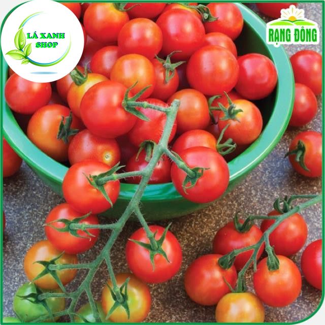 Hạt giống Cà Chua Bi Đỏ Lùn, Trái Sai, Kháng Bệnh Tốt, Trồng Quanh Năm (gói 0.1 gram) - Hạt giống Rạng Đông