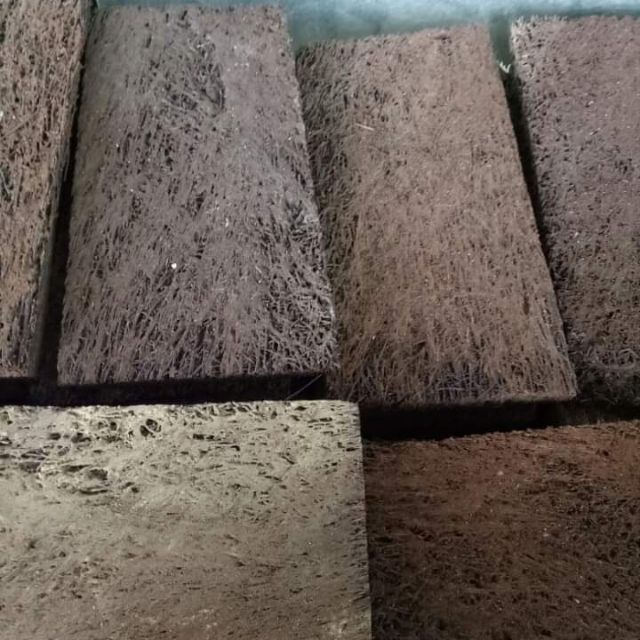 Dớn ghép lan, bảng dớn trồng lan