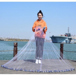 Chàu cước rút Thái Lan