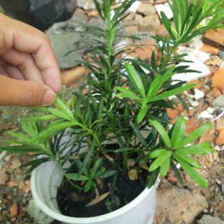 Tùng la hán giống 30cm