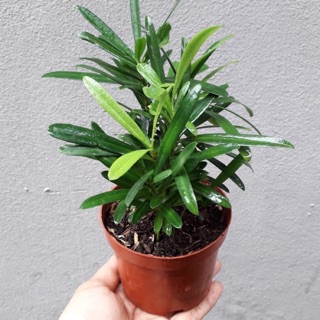 Cây Tùng la hán- vạn niên Tùng