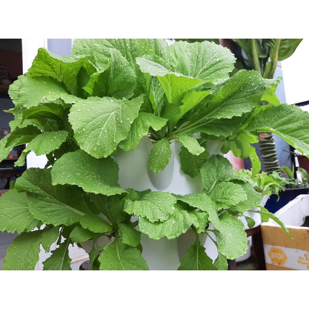 Combo kệ và đầy đủ thiết bị trồng rau sạch thủy canh tĩnh, tiết kiệm diện tích, năng suất cao, dễ trồng và dễ vệ sinh.