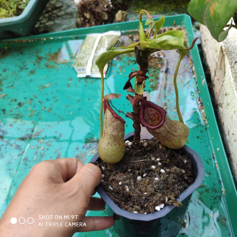 Cây cảnh ventricosa x rob