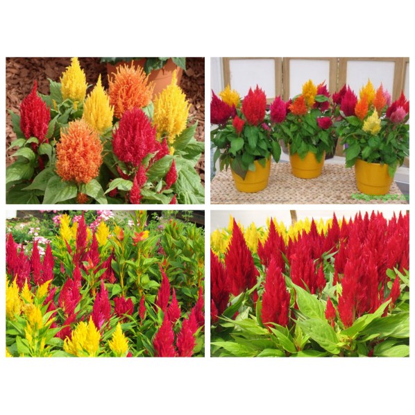 Hoa móng gà đuôi phụng nhiều màu - CELOSIA SCARLET FEATHER MIX