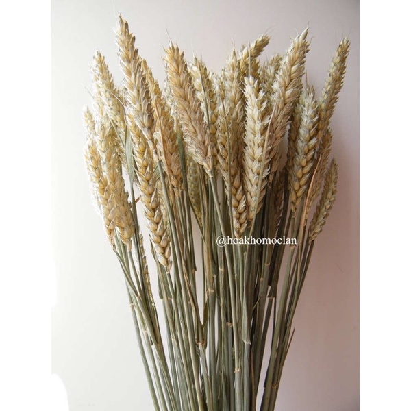 Hoa cỏ khô Lúa mạch nhập khẩu cao cấp
