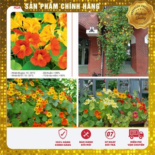 Hạt Giống Hoa Sen Cạn 15 Hạt