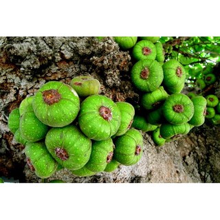 PHÂN ĐẠM PHÚ MỸ( URE) bịch phân lẻ 1kg.