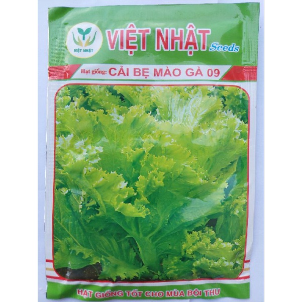 HẠT GIỐNG CẢI BẸ MÀO GÀ
