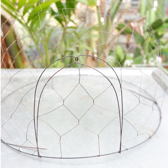 Bội Úp Chim Cu Gáy Siêu Rẻ