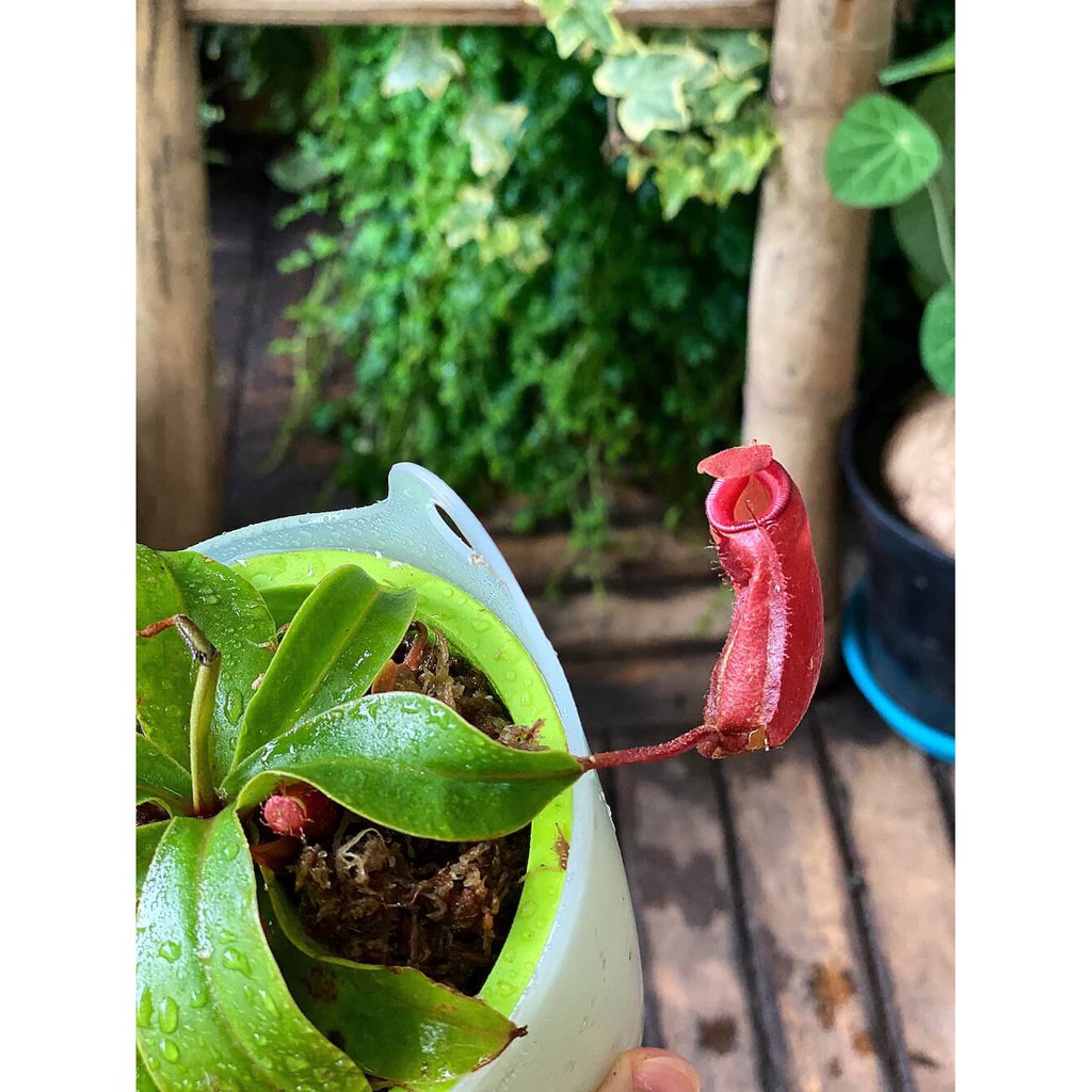 Cây Nepenthes ventrata Upper Pitcher (cây Nắp Ấm Đỏ) chậu thuỷ sinh 2 lớp