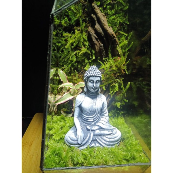 Hộp rêu mix 2 đến 3 loại làm terrarium