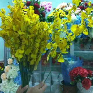 Lan Vũ Nữ cao cấp giống thật 100%