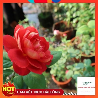 Hoa hồng Bụi Cao Docteurs Massadà giống hồng bụi có màu đỏ ruby ở mặt trên cánh .