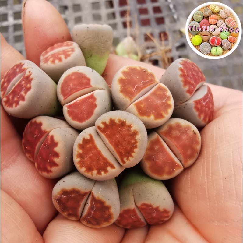 Sen mông,lithops,thạch lan đỏ 1,6cm