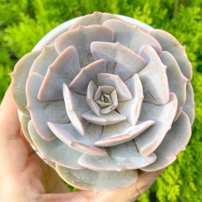 Sen đá đất hồng 9-11cm - Vườn sen đá