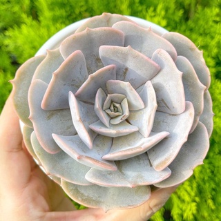 Sen đá đất hồng 9-11cm - Vườn sen đá