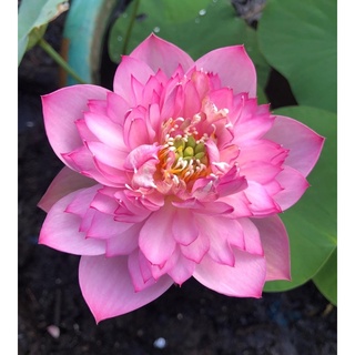 Củ sen giống mini hồng may mắn Lucky Pink