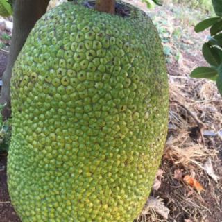 Mít thái siêu sớm