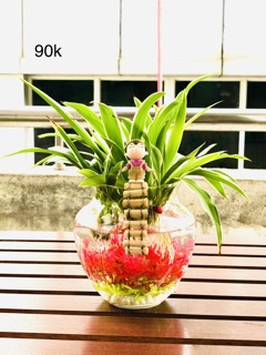 Chậu lan chi thuỷ sinh san hô