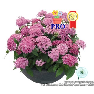 25h Hạt Giống Hoa Diễm Châu Graffiti 20/20 Lavender Hồng (TLB3| -KD: B36*X66)