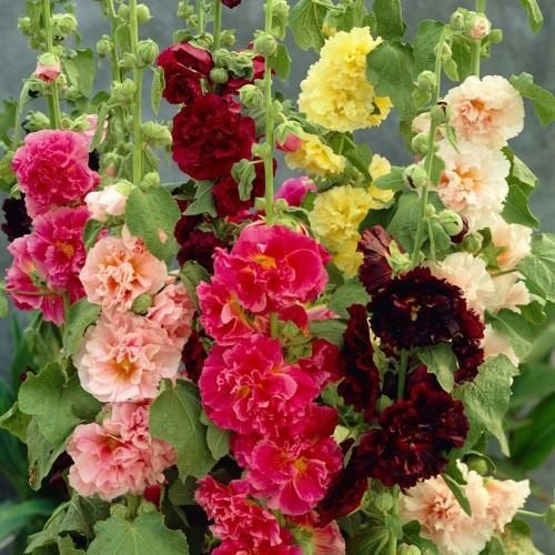 Hạt giống mãn đình hồng kép mix - 1 gói 50 hạt