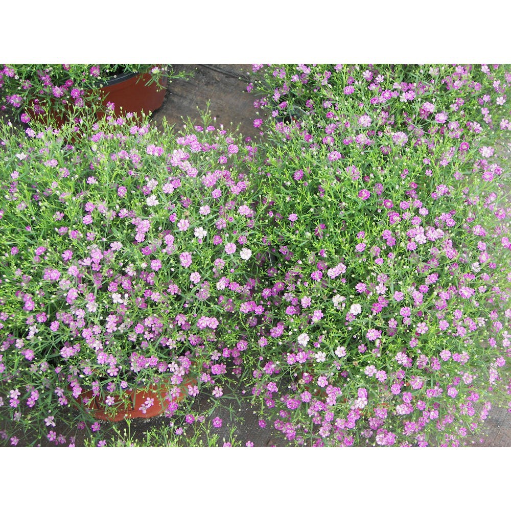 Bán Hạt giống hoa Baby hồng -50 hạt hàng chuẩn