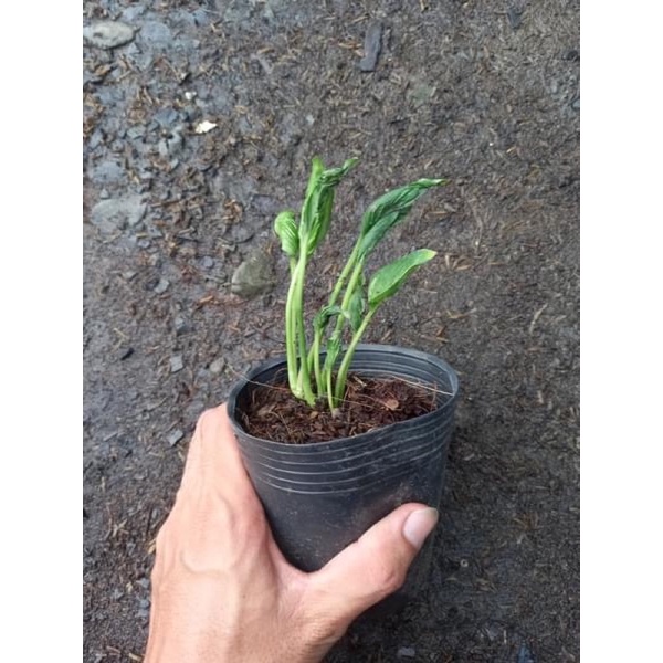 Epipremnum Shangri La.